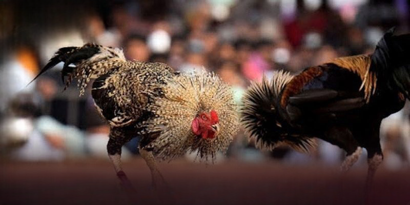 Đá Gà 97win | Thế Giới Gà Chiến Mãn Nhãn